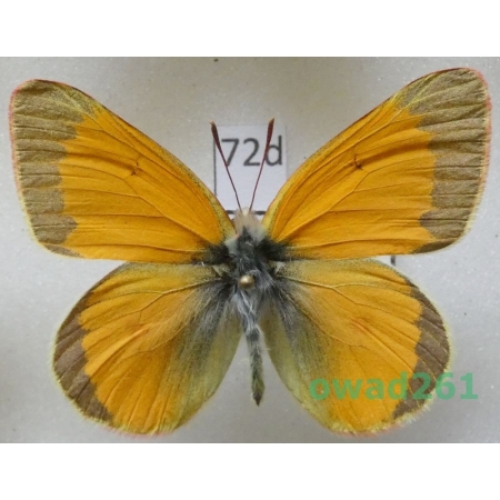 Colias hecla Lefebvre, 1836 male Canada72d